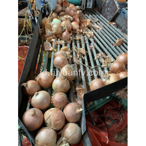 bawang kuning untuk pasar Indonesia